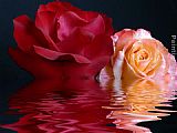 Year End Roses